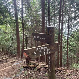 左に上っていくと大山！下山してくる人が多かった