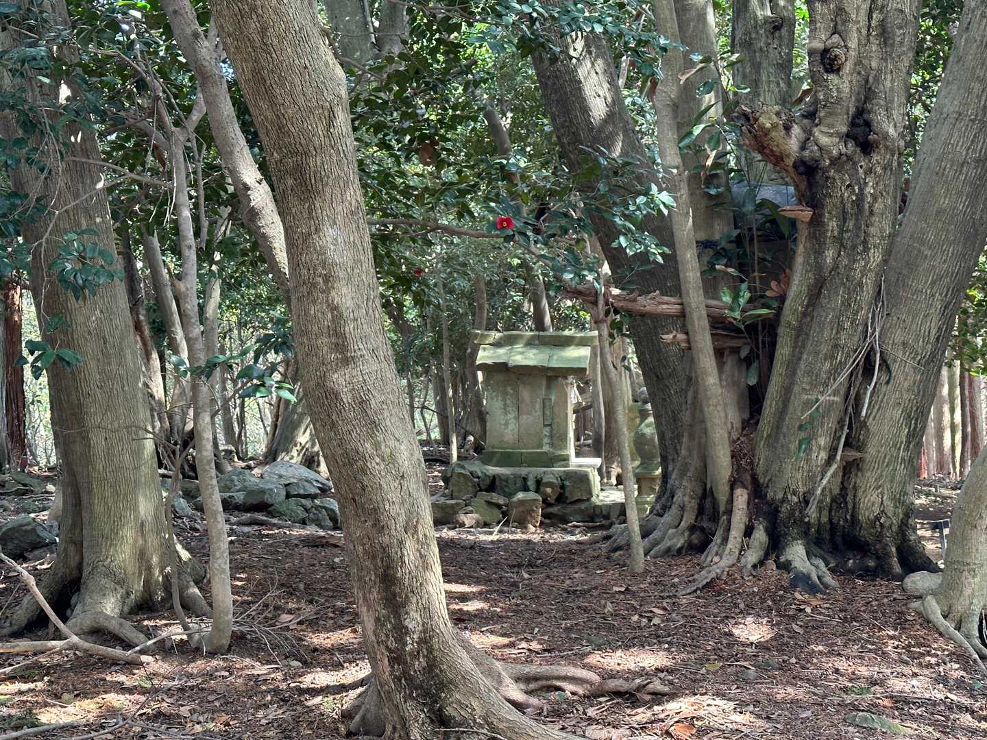 お、石祠が見えてきましたよ👀
