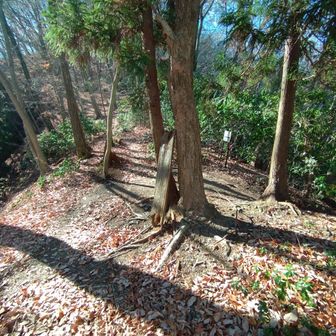 分岐、正面尾根道を天狗山方面へ進む。
案内表示あり。
右は巻道の秩父華厳の滝方面。