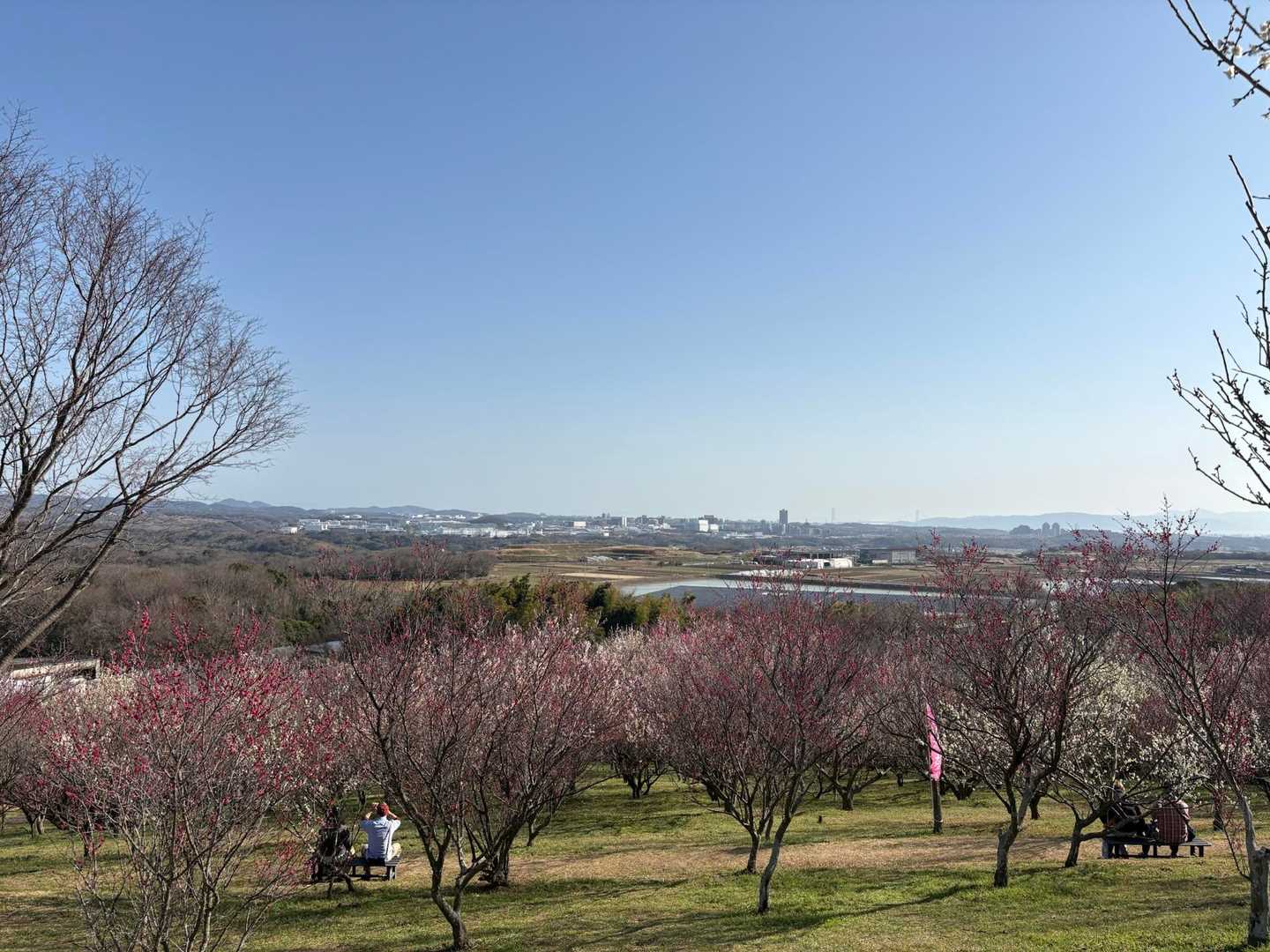 たくさんの梅たち🌸見晴らしよく気持ちいい😊