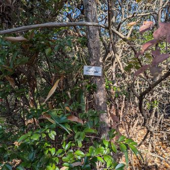 一人で藪漕ぎの一ツ山ハント👍