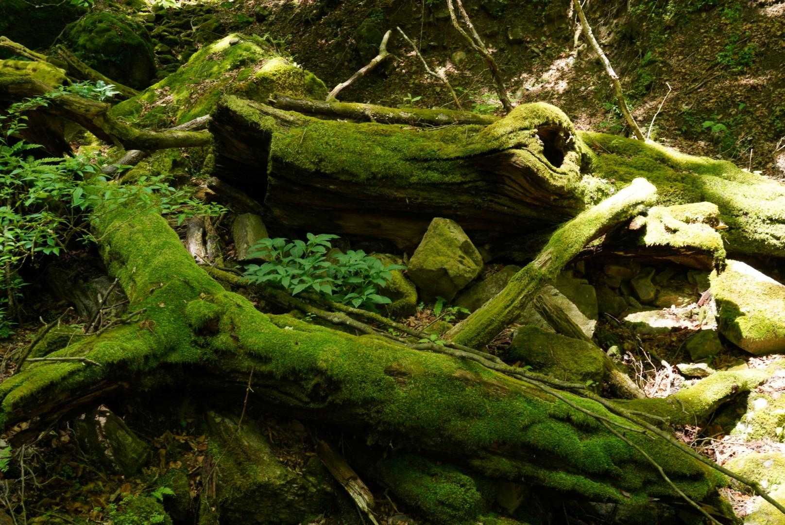 いい苔が沢山見られます。