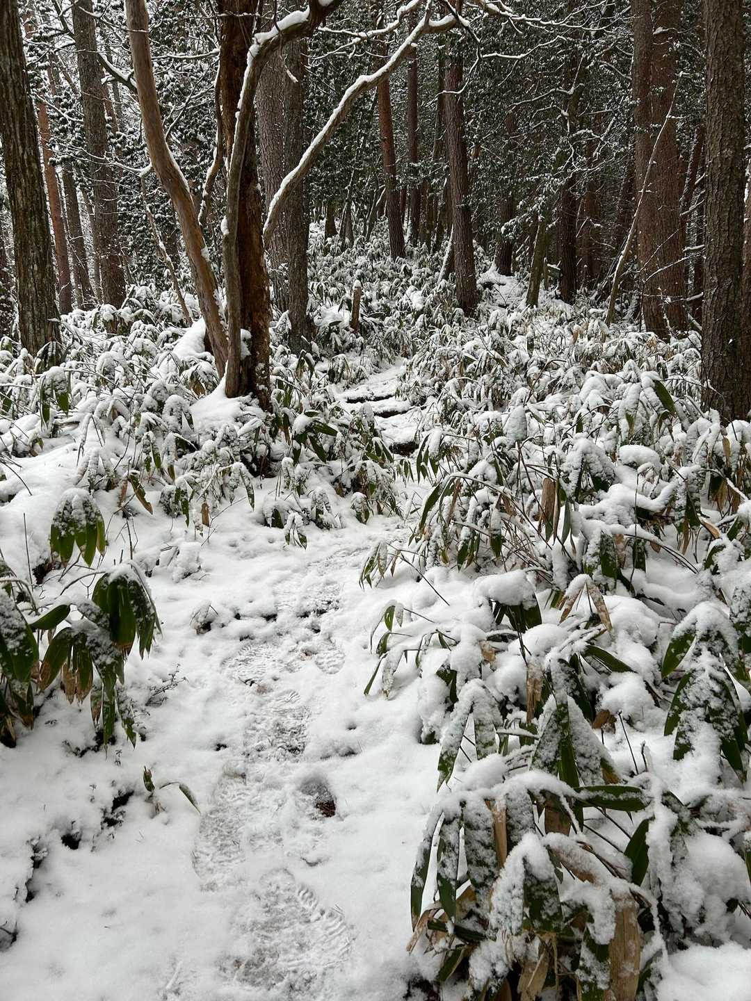 山道は足跡👣多く