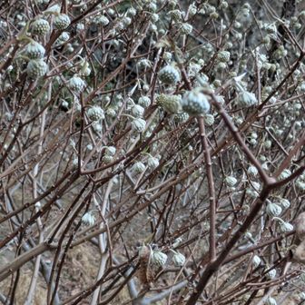 ミツマタ。微かに甘い香り。