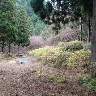 不動尻に降りてきました。春になるとミツマタが咲きます。