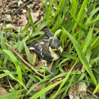 枡形山の広場で一生懸命カメラで地面を撮ってる方々がいたので何撮ってるのか近づいてみたら、シジュウカラの幼鳥が巣立って、いま木の上の巣から飛び降りて来たところなんだそうです。
野鳥愛好家の方々が激写してる間に紛れて私も撮影してみました。