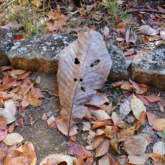 城山湖に向かう途中の四阿にも朴葉仮面が！鼻の穴までご丁寧にw
皆さん、朴葉仮面お好きですね。
私はもうやりませんってば笑