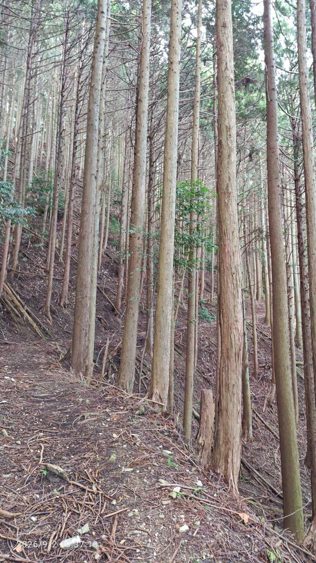 樹林帯で景色は見えないし、暑いし、しんどいし
そしてやっぱり1人はつまらん😅