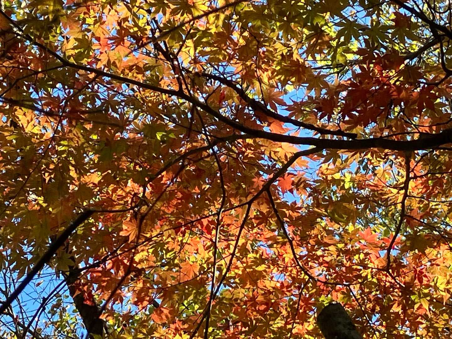 ここらへんから、紅葉🍁
いい感じです😊