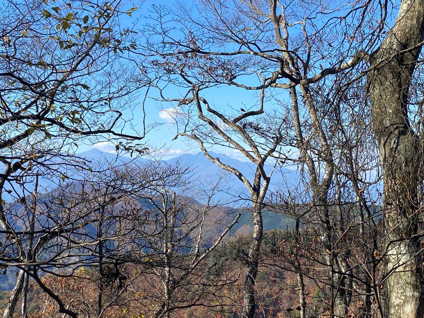 精進峠へ向かう稜線の木々の間から南アルプス（北岳とか鳳凰山とか甲斐駒とか）が見えます