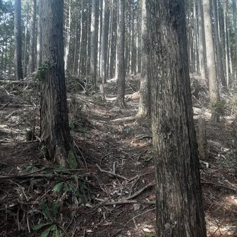 杉群、良い尾根あるき🚶