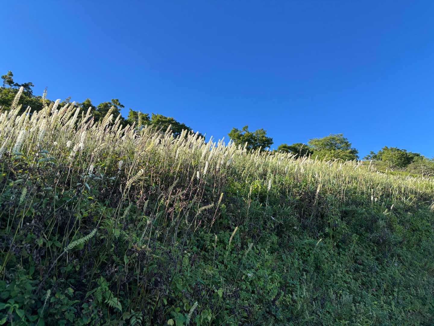 伊吹山西登山道入口-伊吹山 往復コースの写真
