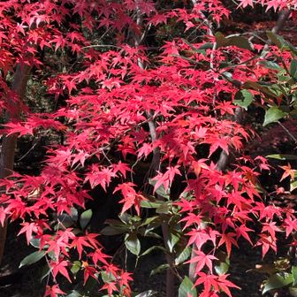諏訪神社近くで、今秋イチの紅葉🍁に出会えました