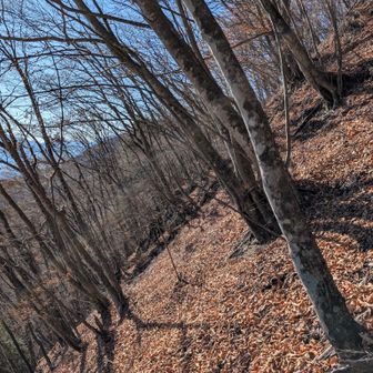 横を見ると斜度がすごい。木が垂直方向から傾いているがカメラはちゃんと水平にした状態。