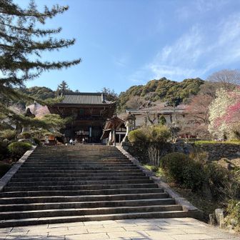 仁王門見えてきました。右側の花はコブシと桃の花