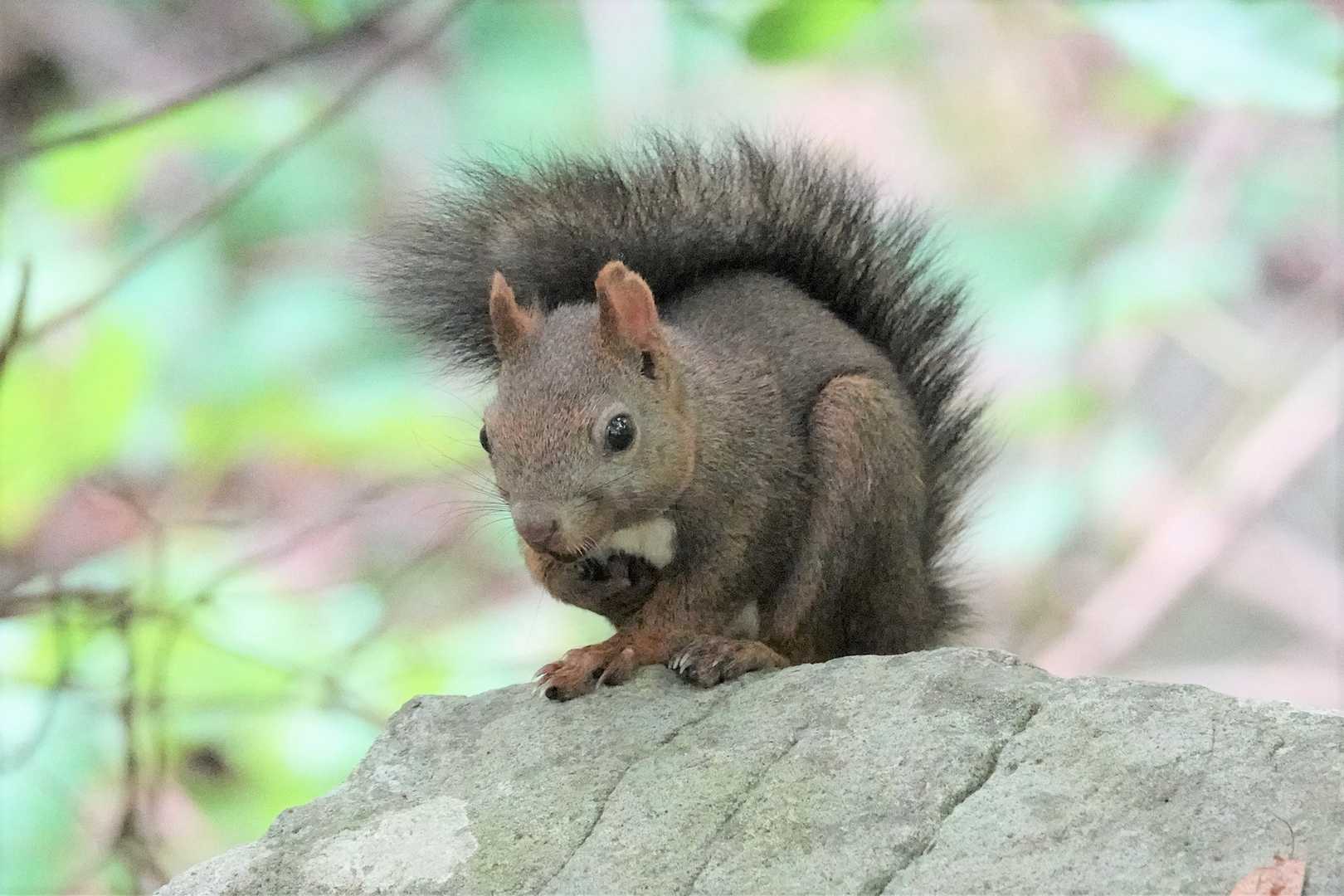 エゾリーちゃん、おひさ！
