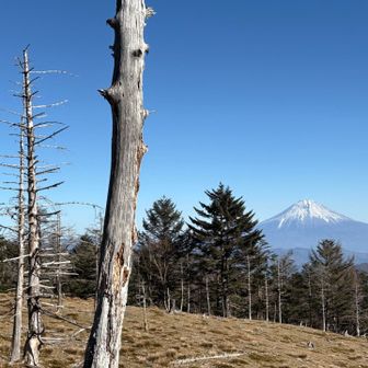 先週より頂きを白く