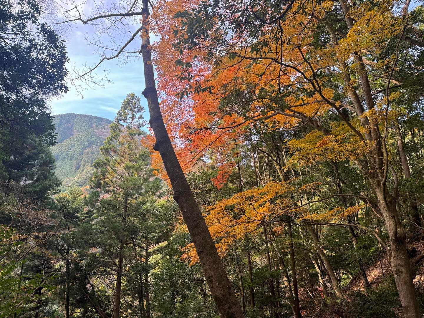 薬師岳-文珠岳-道白山 周回コースの写真