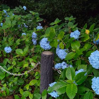 雨に濡れて、紫陽花が生き生きしています👀