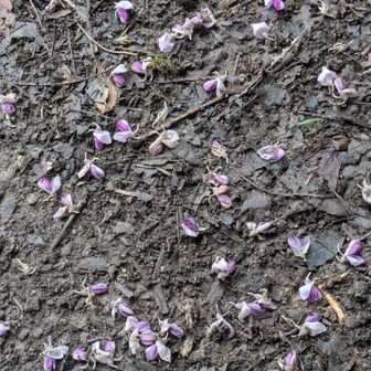 花びらがあちこちに落ちていた