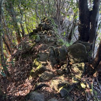 山頂で出会った中学生から聞いた冒険者コースで帰ったらとんでもないコースでビビりました…