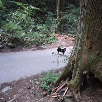 先におりて待ってました🐾