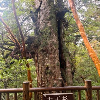 大王杉