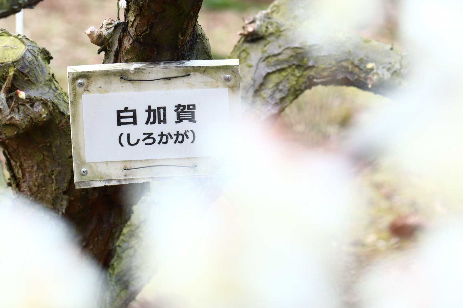 品種名：白加賀(しろかが)
