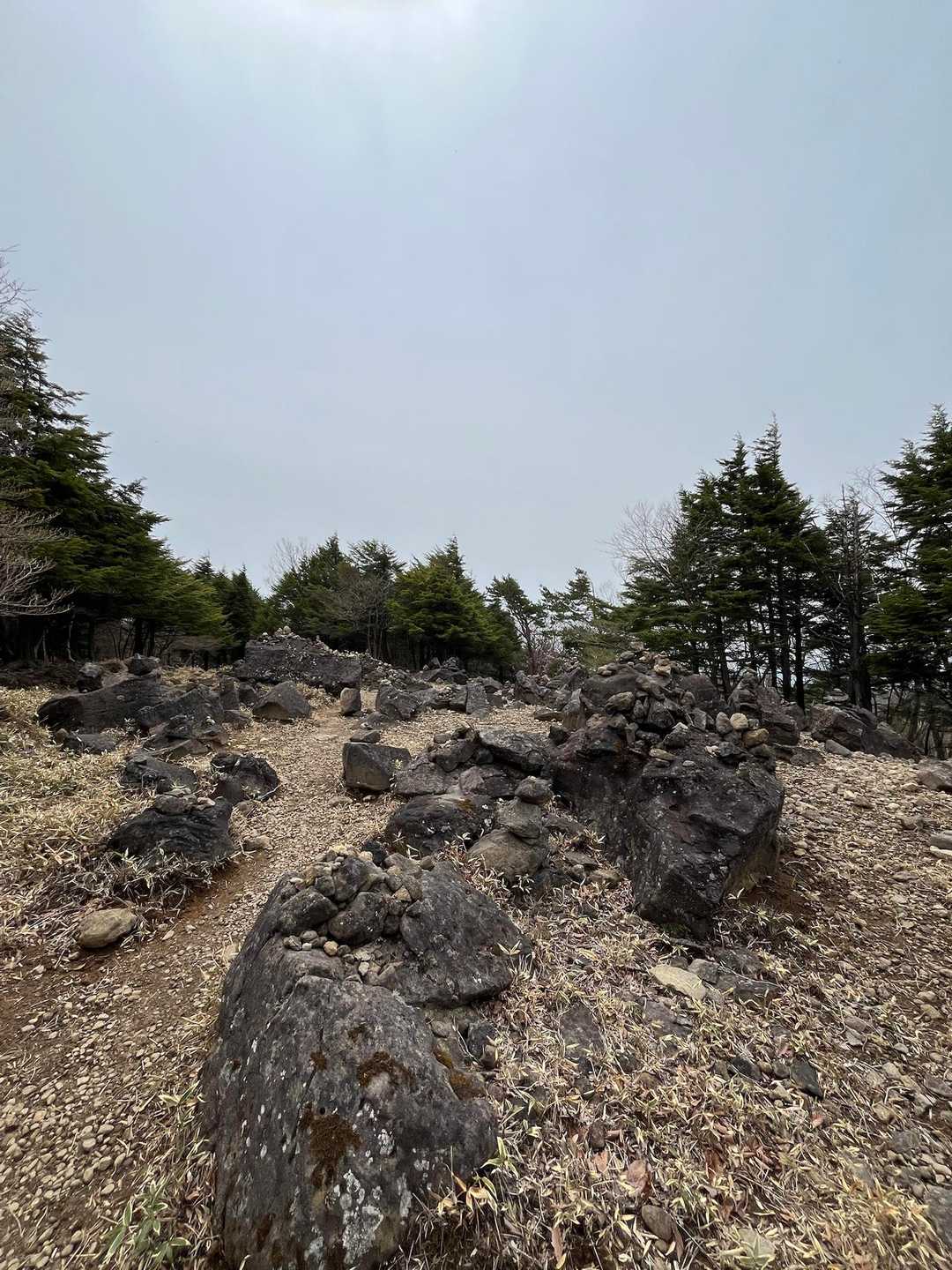 木々が生えないんですね