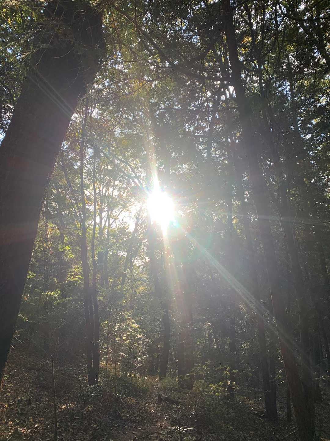 芥見権現山-願成寺山 周回コースの写真
