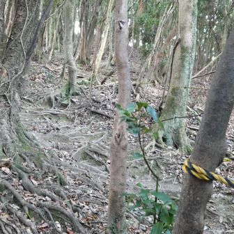 ココから急登😨