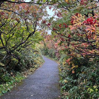 展望台までこんな道