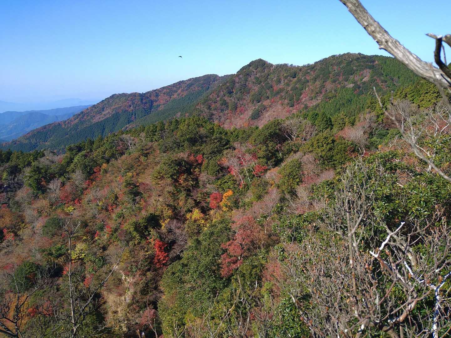国見山腹の🍁