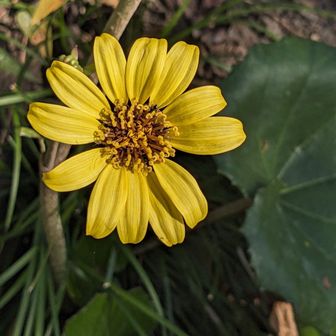 頂上付近にはツワブキが