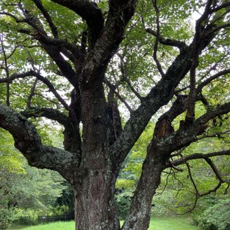 公園にはベンチが幾つかありゆっくり休めます