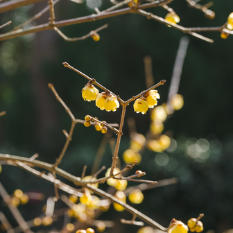 😍　このあと蝋梅の延命院へ行くつもりでいたのですが、ここで見れたのでもう良いかなと思い始める😆
