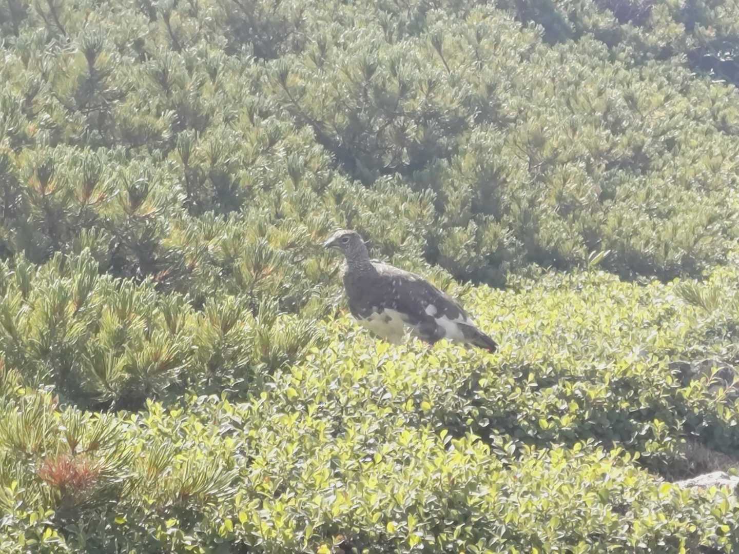 今回最大は念願の雷鳥さんに会えた事です。
今回はゆっくりできるため蝶槍までの稜線をよく観察しながら歩き岩場に顔（首）を出した雷鳥🐤に気がつきました。去年徳沢で見たせわしいニセ雷鳥とは違い優雅で高貴なお姿にホッコリです🤩
近寄っても逃げません。いい距離に詰めてから撮影できました。