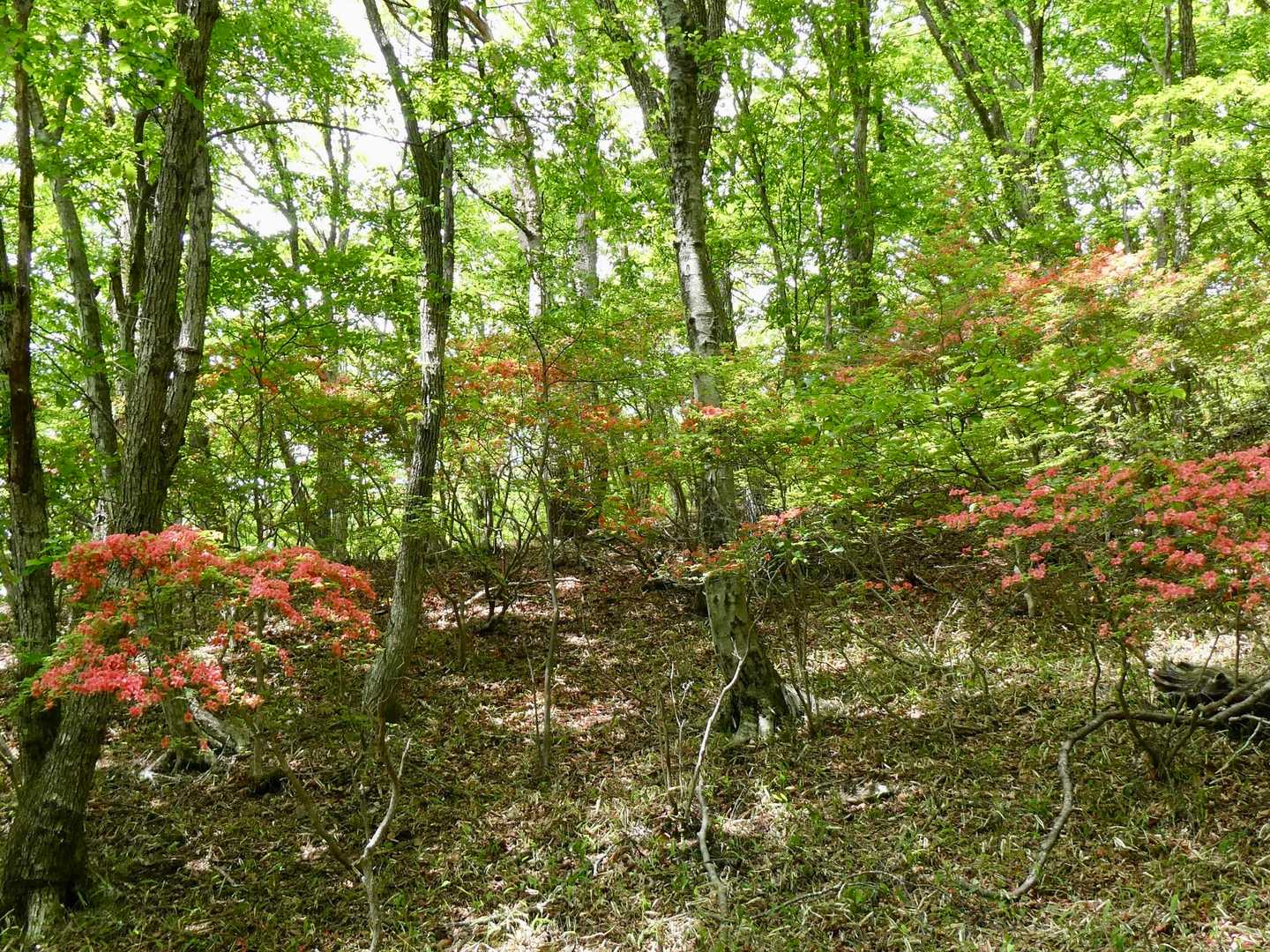 荒山・鍋割山周回 | 満開のツツジのトンネルを抜け、大パノラマの稜線歩きへの写真