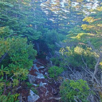 すぐに樹林帯