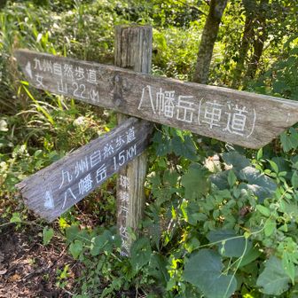 今日は佐賀県の八幡岳へ