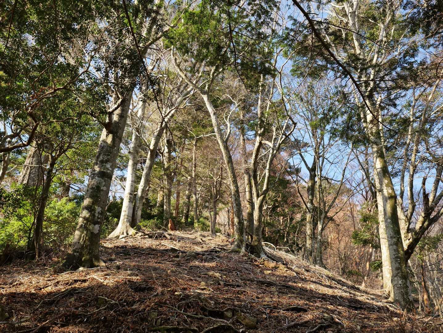 冷水コース。
尾根へ出るとやや緩くなる山道。
眺望あまり望めないが、それでも美しいコースだと思う。