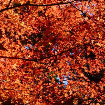 濃密🍁🍁🍁🍁🍁