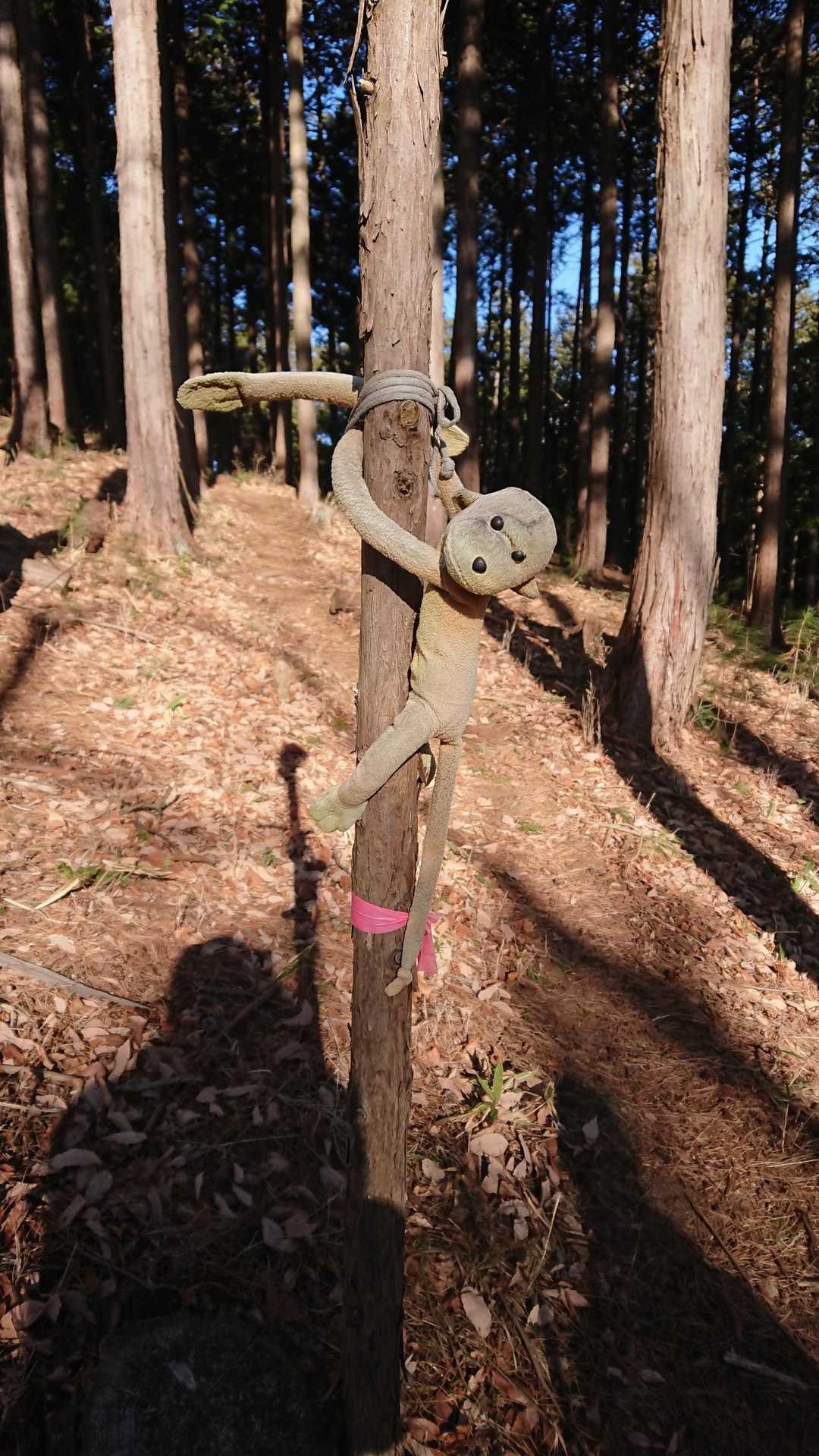 雨降山 往復コースの写真