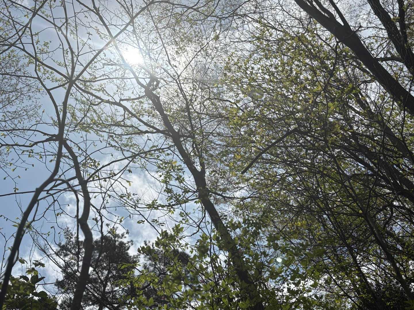 お天気だと