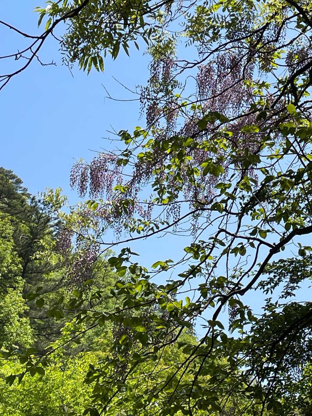 お花を見つける為に、ピストンでゆっくり下山。