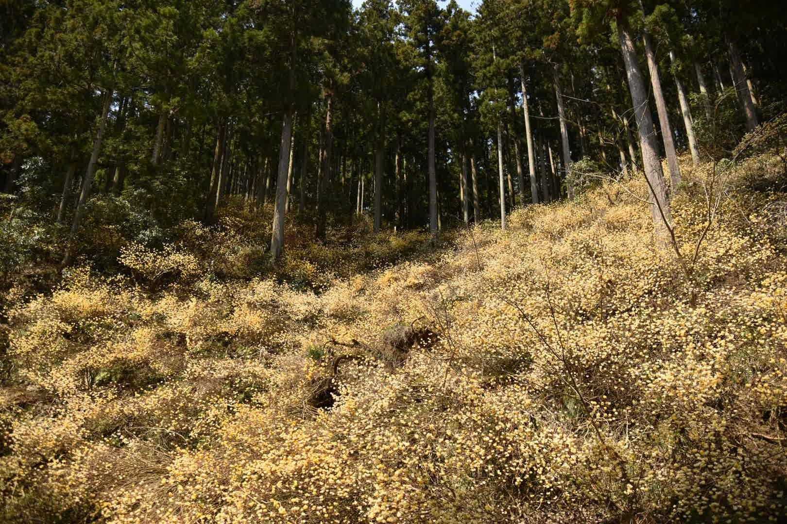 高畑山 往復コースの写真