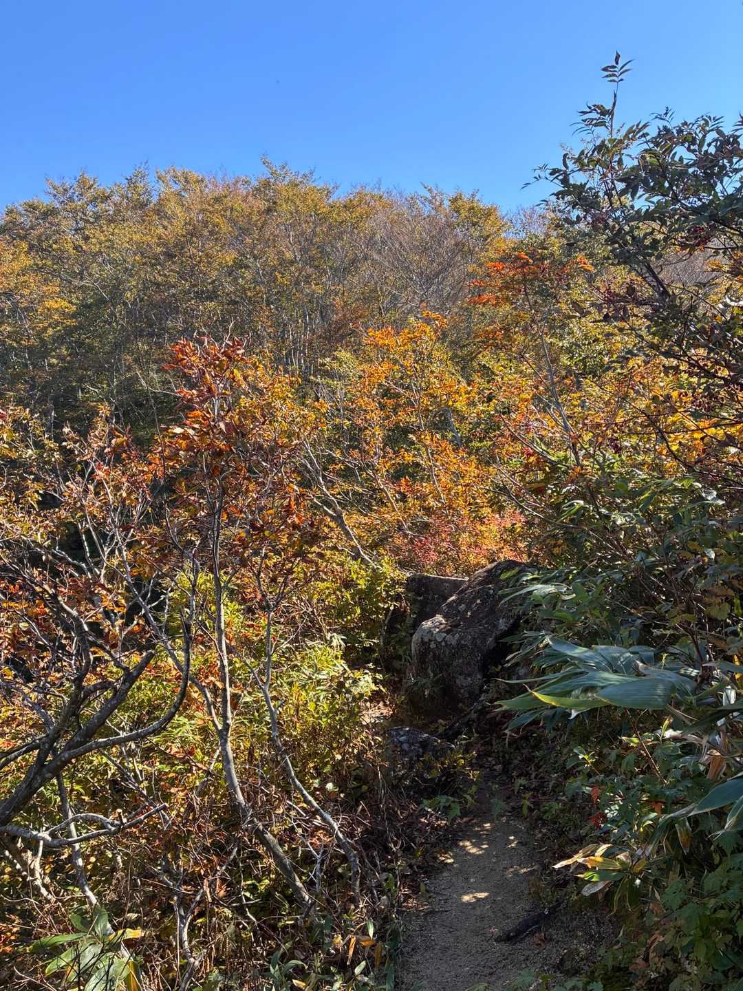 菱ヶ岳（奥村杉菱ヶ岳登山口）＜菱ヶ岳コース＞の写真