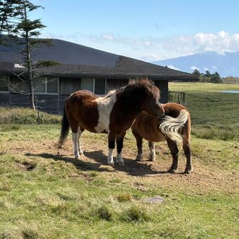 お馬さん🐴