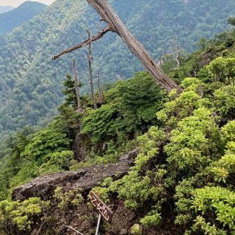 はい、飛んで「乙女山」です。
途中はアセビの迷宮みたいな道を通り、短いけど起伏に富んだルートで、意外に登り応えのある山でした💦

ツンが強いツンデレ乙女な乙女山