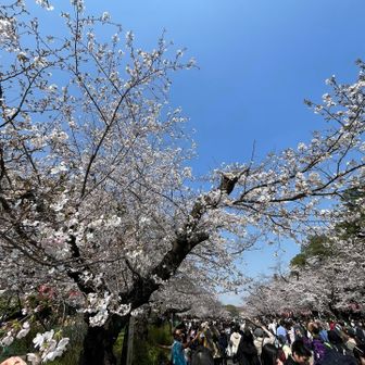 メインストリート沿いの植え込みは立ち入り禁止。